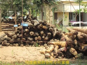 小叶紫檀:从印度生长,走私,到国内手串成品全程高清解密-菩心晶舍