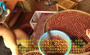 小叶紫檀:从印度生长,走私,到国内手串成品全程高清解密-菩心晶舍