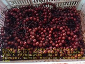 小叶紫檀:从印度生长,走私,到国内手串成品全程高清解密-菩心晶舍