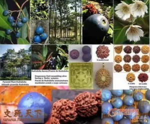 最全面大金刚菩提把玩入门指导-菩心晶舍