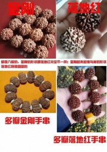 教你如何识别金刚菩提和落地红!!-菩心晶舍