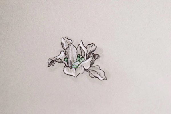 彼岸花的花语是什么?设计款彼岸花碧玺有什么寓意?-菩心晶舍