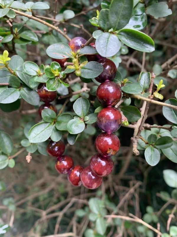 【客户返图】还没搞清楚买的是啥,新宠又到了-菩心晶舍