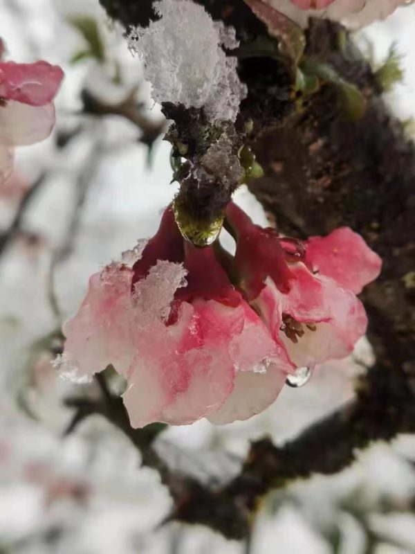 【客户返图】绿松石九尾狐,有菩心晶石陪伴,冷算什么!-菩心晶舍