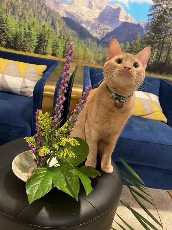 来自纽约的南瓜大哥,斥巨资在菩心定的绿碧玺铃铛-菩心晶舍