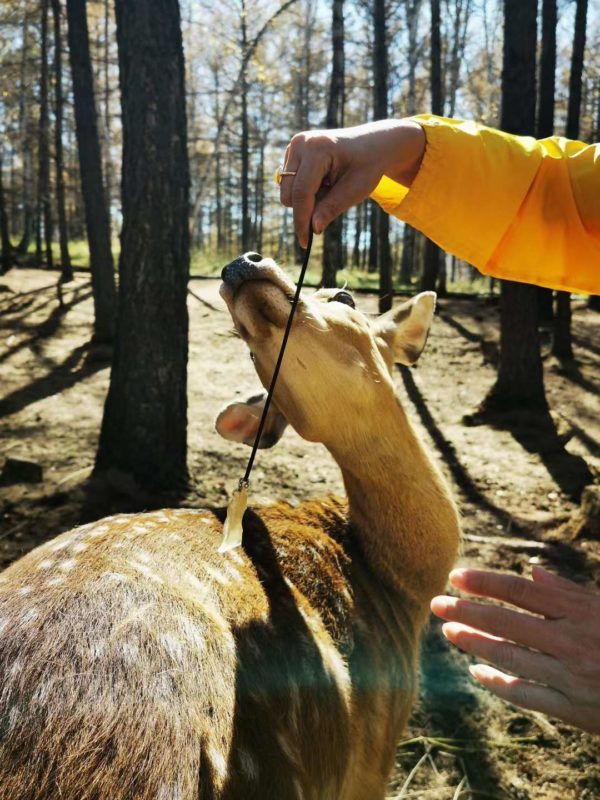 【客户返图】黄金陨石返图,戴上黄金陨石,你就是森林之王!-菩心晶舍