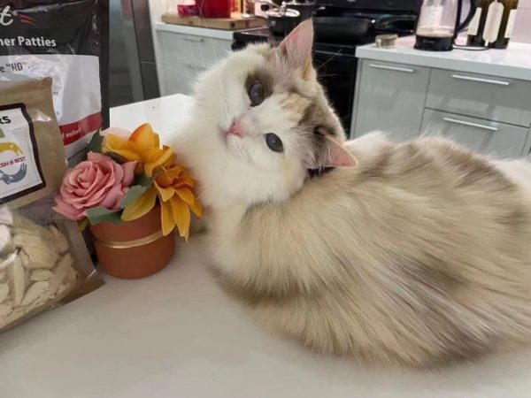 给远在海外的小美人做个人间小太阳吊坠-菩心晶舍