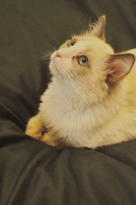 【菩心-月光石】小哥哥定的猫爪,我会给你做成立体的哟~~~-菩心晶舍